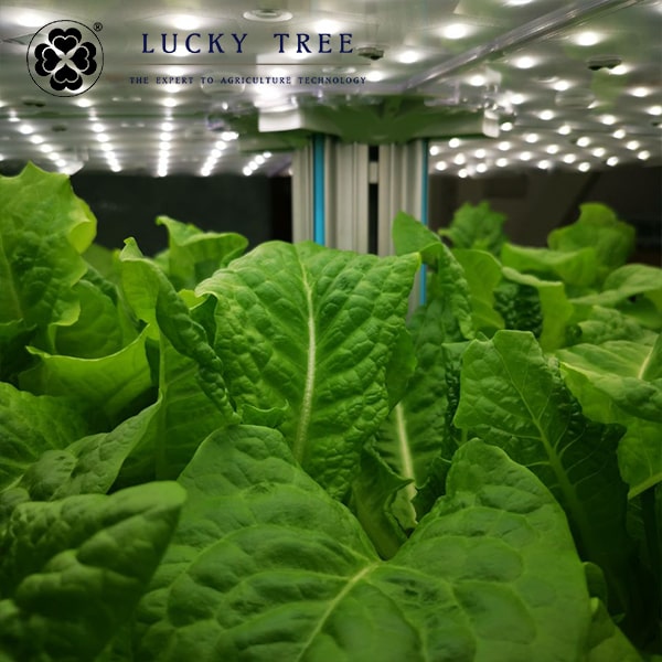 日本青烤肉萵苣