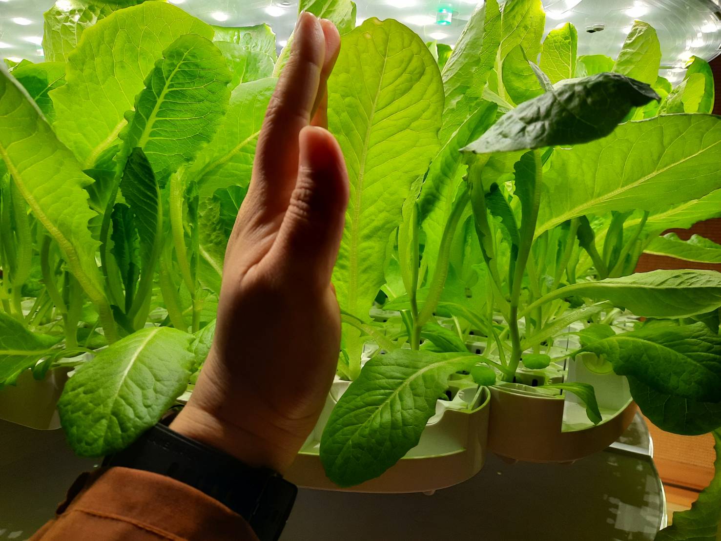 佛光山 三峽金光明寺