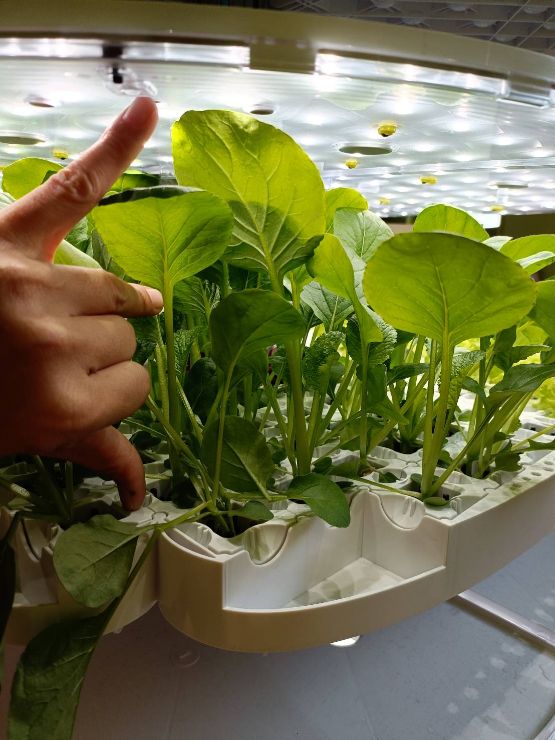 佛光山 台南小天星幼兒園